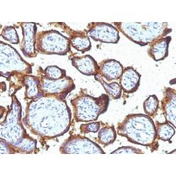 EGFR(31G7), CF594 conjugate, 0.1mg/mL