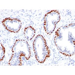 p63 (Squamous, Basal & Myoepithelial Cell Marker)(TP63/1423R), CF594 conjugate, 0.1mg/mL
