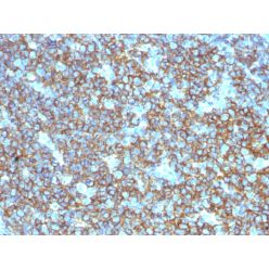 CD20 / MS4A1 (B-Cell Marker), CF594 conjugate, 0.1mg/mL