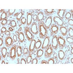 Biotium BNC941543-500, Calnexin (Endoplasmic Reticulum Marker) (CANX/1543), CF594 conjugate, 0.1mg/mL