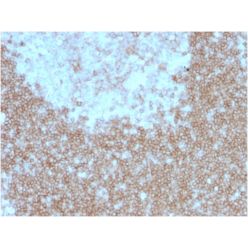 Biotium BNC941557-500, CD268 / BAFFR / TNFRSF13C(BAFFR/1557), CF594 conjugate, 0.1mg/mL