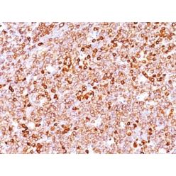 CD79a (IGA/1688R), CF594 conjugate, 0.1mg/mL
