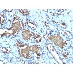 Glycophorin A / CD235a (Erythrocyte Marker) (GYPA/1725R), CF594 conjugate, 0.1mg/mL