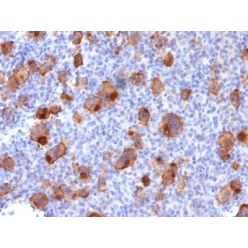 CD30 / TNFRSF8 (Hodgkin &amp; Reed-Sternberg Cell Marker) (Ki-1/1747R), CF594 conjugate, 0.1mg/mL