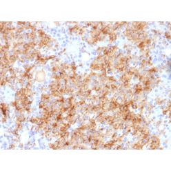 Chromogranin A / CHGA (Neuroendocrine Marker), CF594 conjugate, 0.1mg/mL