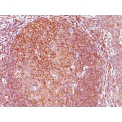 Biotium BNC941852-500, BCL10 (MALT-Lymphoma Marker)(151), CF594 conjugate, 0.1mg/mL