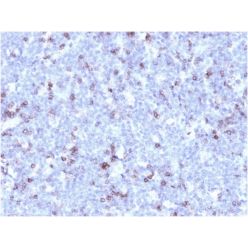 Biotium BNC941858-500, CD43 (T-Cell Marker) (rSPN/1094), CF594 conjugate, 0.1mg/mL
