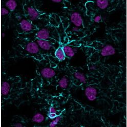 GFAP (Astrocyte & Neural Stem Cell Marker) (ASTRO/1974R), CF594 conjugate, 0.1mg/mL