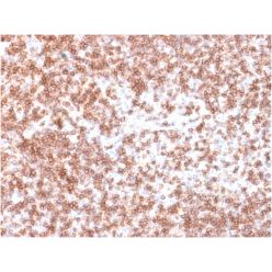 CD45 / LCA (B-Cell Marker) (PTPRC/1975R), CF594 conjugate, 0.1mg/mL