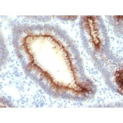 Biotium BNC942054-500, Carcinoembryonic Antigen (CEA) / CD66 (rC66/1009), CF594 conjugate, 0.1mg/mL