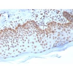 Emerin (Papillary Thyroid Carcinoma and EDMD Marker) (EMD/2168), CF594 conjugate, 0.1mg/mL