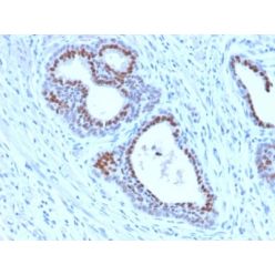 FOXA1 / HNF3A (FOXA1/2230R), CF594 conjugate, 0.1mg/mL