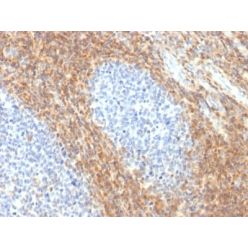 CD52 (Epididymis-Specific Protein 5) (CD52/2276R), CF594 conjugate, 0.1mg/mL