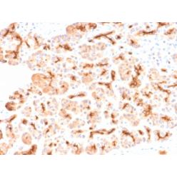 CFTR (Cystic Fibrosis Transmembrane Conductance Regulator) (CFTR/2290R), CF594 conjugate, 0.1mg/mL