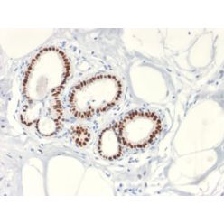 Estrogen Receptor, alpha (Marker of Estrogen Dependence) (ESR1/2299R), CF594 conjugate, 0.1mg/mL