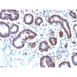 Ferritin, Light Chain (FTL) (Microglia Marker) (FTL/2338R), CF594 conjugate, 0.1mg/mL