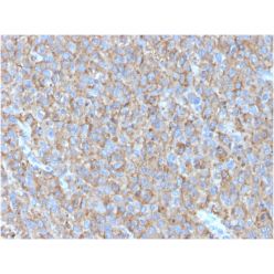 CD63 (Late Endosomes Marker)(LAMP3/2790), CF594 conjugate, 0.1mg/mL