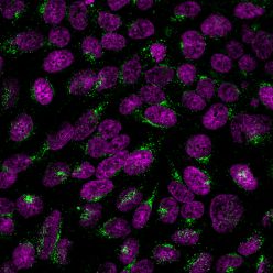 Golgi Complex (Marker for Human Cells) (GLG1/2829R), CF594 conjugate, 0.1mg/mL