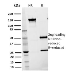 CD54 / ICAM-1(15.2), CF594 conjugate, 0.1mg/mL