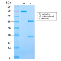 CD50 / ICAM3(ICAM3/2873R), CF594 conjugate, 0.1mg/mL