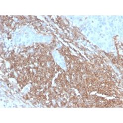 CD45RB (B-Cell Marker) (PTPRC/2877R), CF594 conjugate, 0.1mg/mL