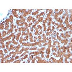 Cytochrome C (Mitochondrial Marker)(CYCS/3128R), CF594 conjugate, 0.1mg/mL