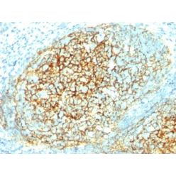 CD106 / VCAM1(1.4C3), Biotin conjugate, 0.1mg/mL