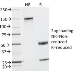 Biotium BNCB0201-500, CD2 / Lymphocyte Function Antigen 2 (LFA-2)(UMCD2),  Biotin conjugate, 0.1mg/mL