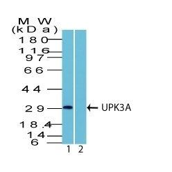 UPK3A (Uroplakin 3A)(Rabbit PAb), Biotin conjugate, 0.1mg/mL