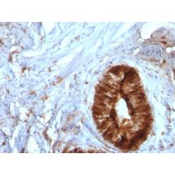 Beta-2 Microglobulin (B2M)(B2M/961), Biotin conjugate, 0.1mg/mL