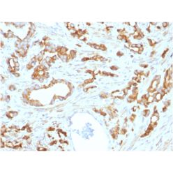 Biotium BNCB1593-500, Aurora B (Proliferation Marker) (AURKB/1593), Biotin conjugate, 0.1mg/mL