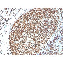 Histone H1 (Pan Nuclear Marker)(N/A), Biotin conjugate, 0.1mg/mL