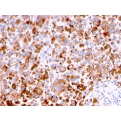 CD63 (Late Endosomes Marker)(LAMP3/2788), Biotin conjugate, 0.1mg/mL