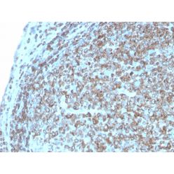 CD74 (B-Cell Marker)(CLIP/3127R), Biotin conjugate, 0.1mg/mL