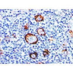 CD15 / FUT4 / Lewis x(MMA (Leu-M1)), 0.2mg/mL