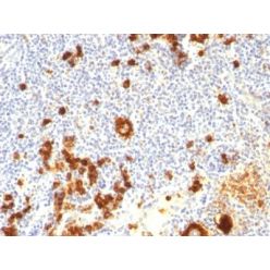 CD15 / FUT4 / Lewis x(FUT4/815 + BRA-4F1), 0.2mg/mL