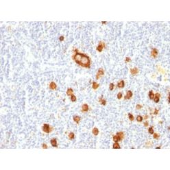 CD15 / FUT4 / Lewis x(FUT4/815), 0.2mg/mL
