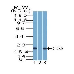 CD3e(Rabbit PAb), 1mg/mL