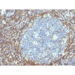 bcl-2(BCL2/782), 1mg/mL
