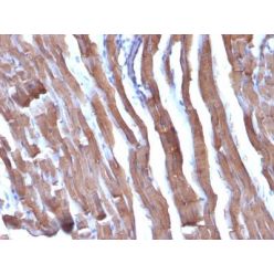 Actin, Muscle Specific (Muscle Cell Marker)(HHF35 + MSA/953), 1mg/mL