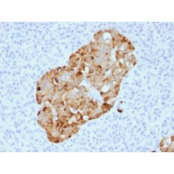 Chromogranin A / CHGA (Neuroendocrine Marker) (CHGA/1731R), 1mg/mL