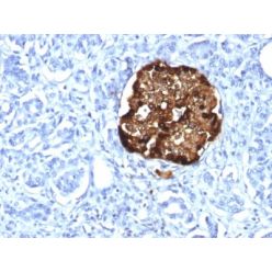 Chromogranin A / CHGA (Neuroendocrine Marker) (CHGA/1815R), 1mg/mL
