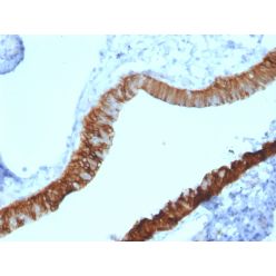 Cytokeratin 3 (KRT3) (Corneal Epithelial Marker)(KRT3/2130), 1mg/mL