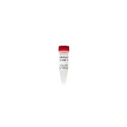 5-Methyl dCTP [10 mM] ^