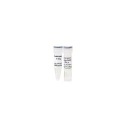 Proteinase K w/ Storage Buffer Set (5 mg)