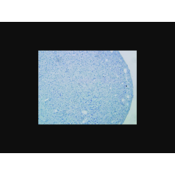 Cytiva SH30886.02 HyClone AdvanceSTEM human somatic stem cell, Adipogenic Differentiation Medium, 450 mL	, 1/EA