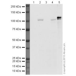 Abcam AB1-100UG Anti-HIF-1 alpha Mouse Monoclonal Antibody [clone: H1alpha67] (1/EA)