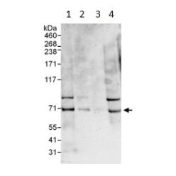 Abcam AB101284-100UG Anti-gp78 Rabbit Polyclonal Antibody (1/EA)