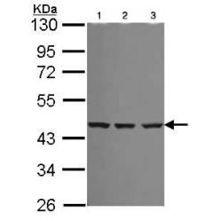 Abcam AB101458-50UL Anti-SMS Rabbit Polyclonal Antibody (1/EA)