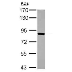 Abcam AB101486-50UL Anti-ThrRS Rabbit Polyclonal Antibody (1/EA)